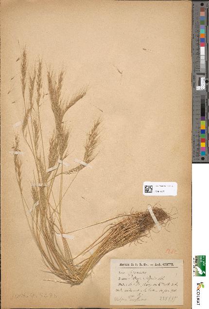 spécimen de Festuca uniglumis