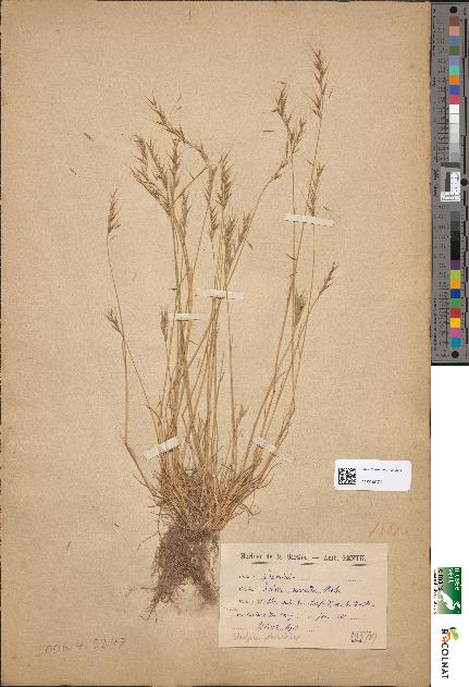 spécimen de Festuca sciuroides