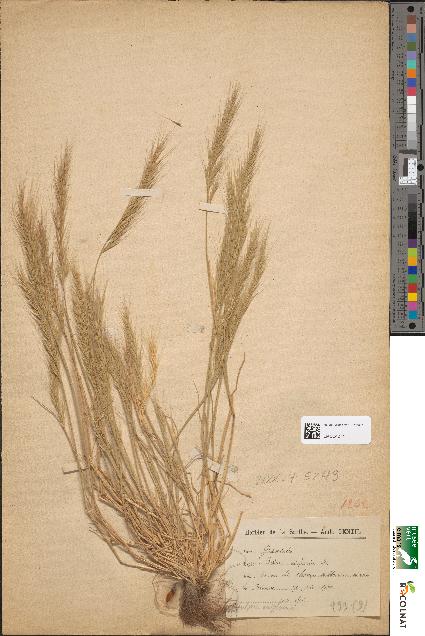 spécimen de Festuca uniglumis