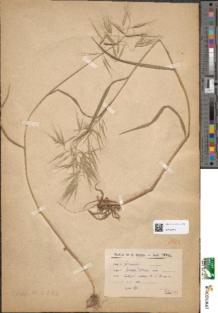 spécimen de Bromus tectorum