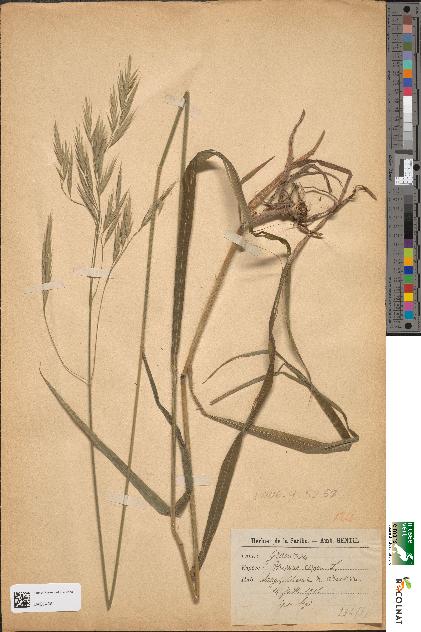 spécimen de Bromus asper