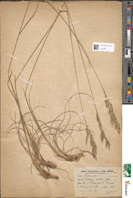 spécimen de Bromus erectus