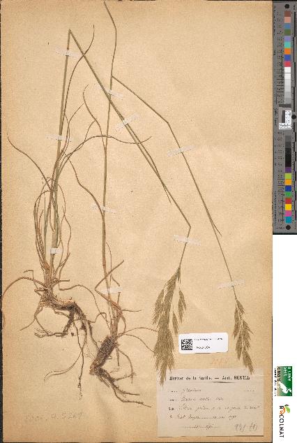 spécimen de Bromus erectus