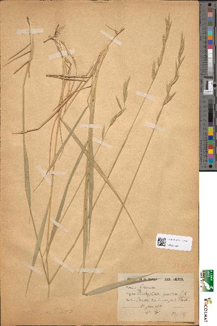 spécimen de Brachypodium pinnatum