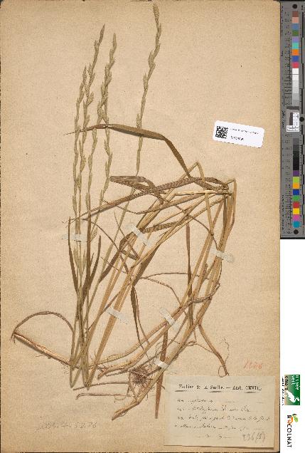 spécimen de Brachypodium loliaceum
