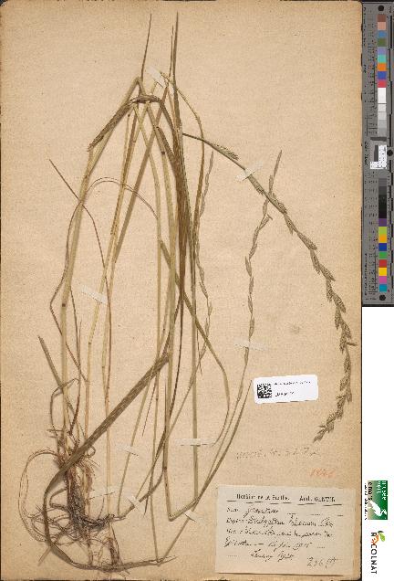 spécimen de Brachypodium loliaceum