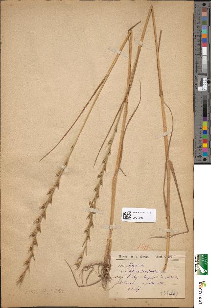 spécimen de Lolium temulentum