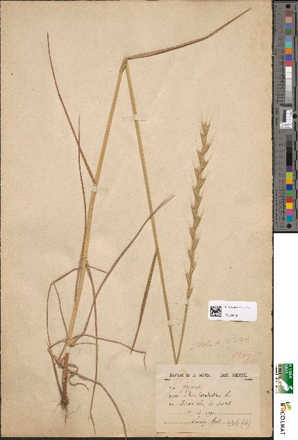 spécimen de Lolium temulentum
