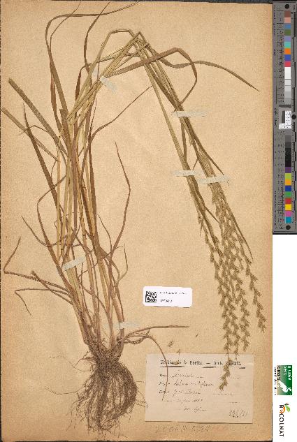 spécimen de Lolium multiflorum