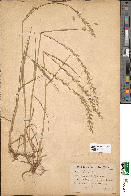 spécimen de Lolium multiflorum