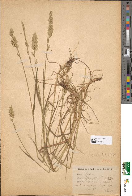 spécimen de Lolium perenne