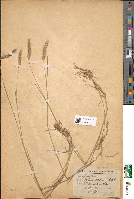 spécimen de Hordeum secalinum