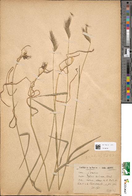 spécimen de Hordeum secalinum