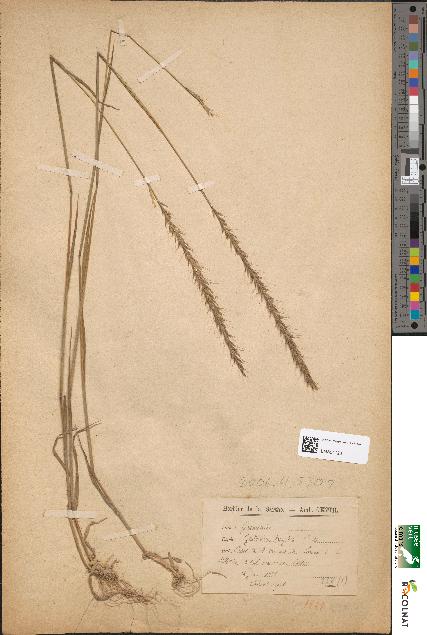 spécimen de Gaudinia fragilis