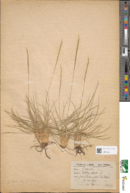 spécimen de Nardus stricta