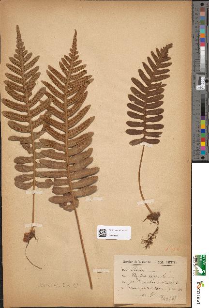 spécimen de Polypodium vulgare