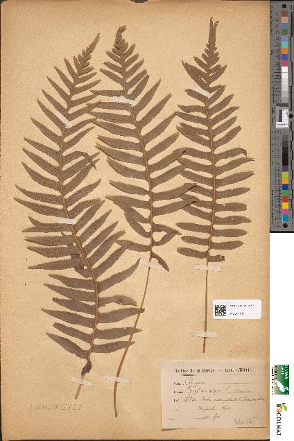 spécimen de Polypodium vulgare