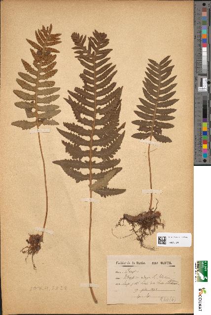 spécimen de Polypodium vulgare