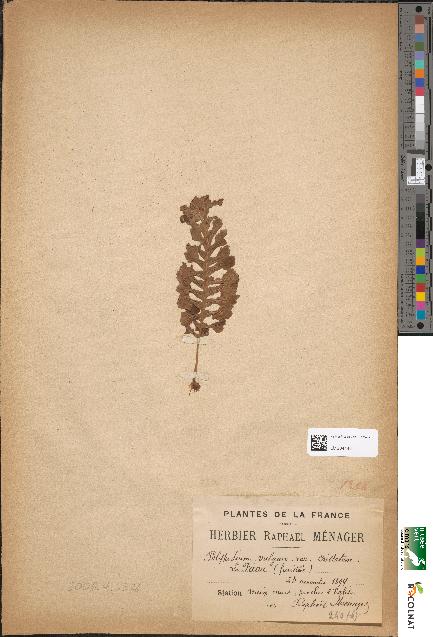 spécimen de Polypodium vulgare