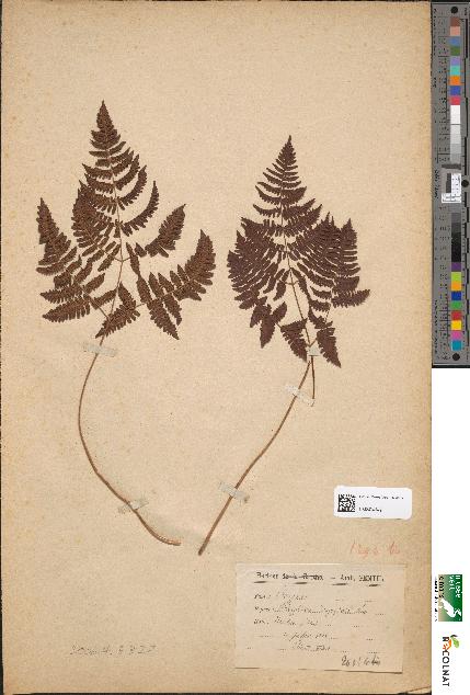 spécimen de Polypodium dryopteris