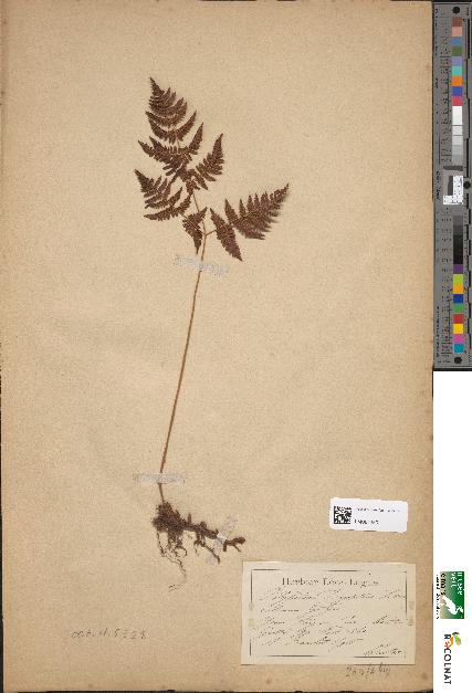 spécimen de Polypodium dryopteris