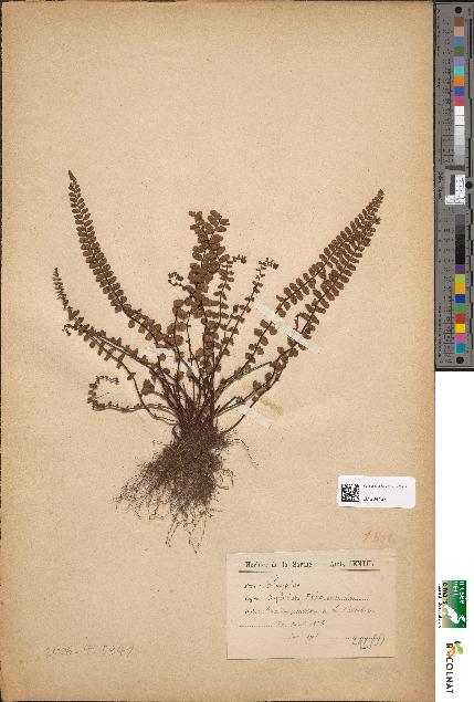 spécimen de Asplenium trichomanes