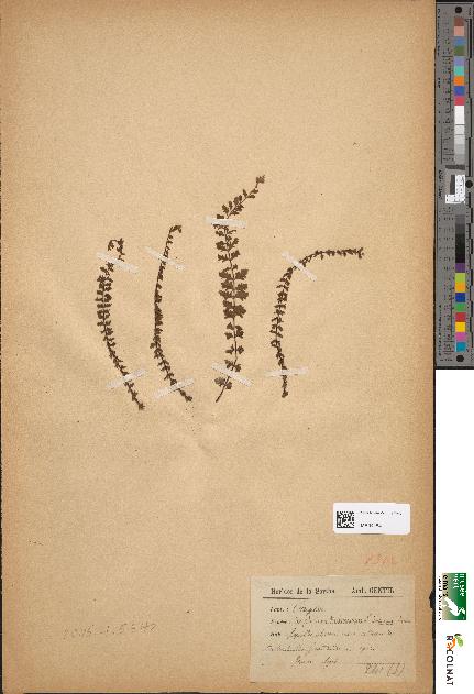 spécimen de Asplenium trichomanes