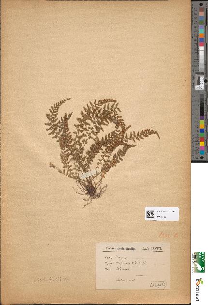 spécimen de Asplenium halleri