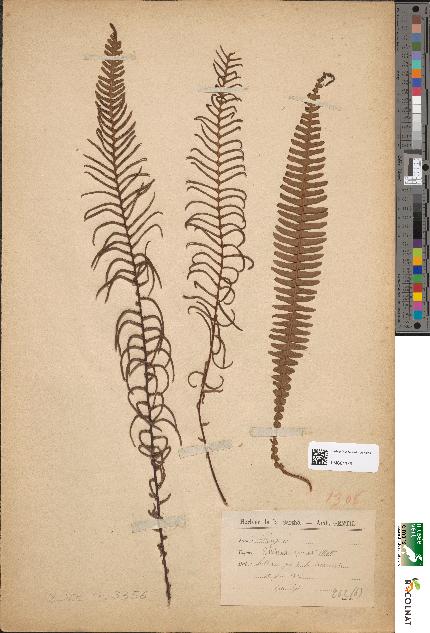 spécimen de Blechnum spicant