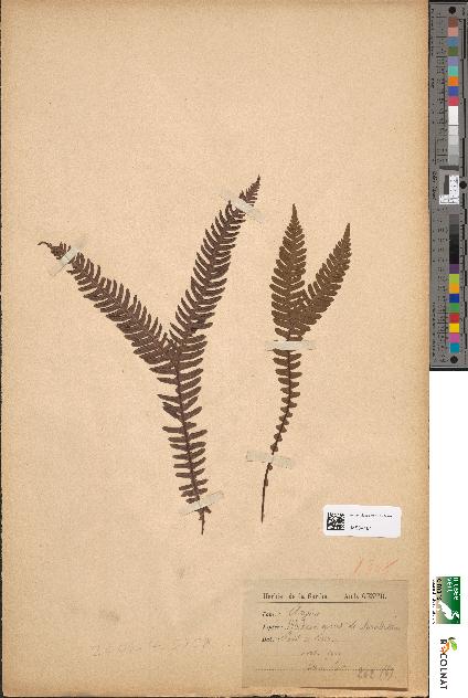 spécimen de Blechnum spicant