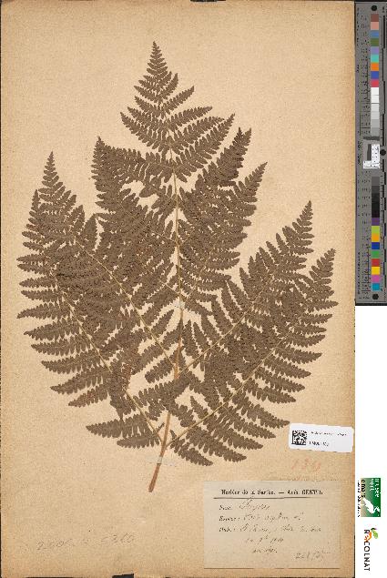 spécimen de Pteris aquilina