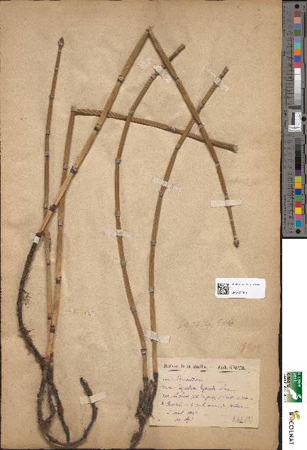 spécimen de Equisetum hyemale