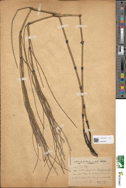 spécimen de Equisetum hyemale