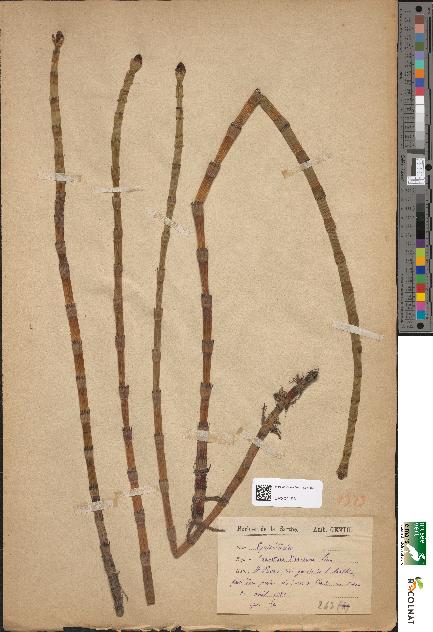 spécimen de Equisetum limosum