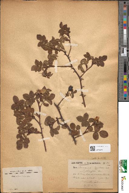 spécimen de Rosa obtusifolia