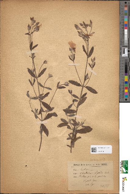 spécimen de Helianthemum alyssoides