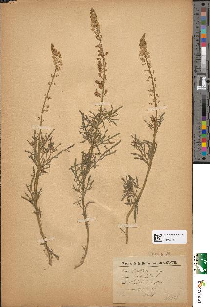 spécimen de Reseda lutea