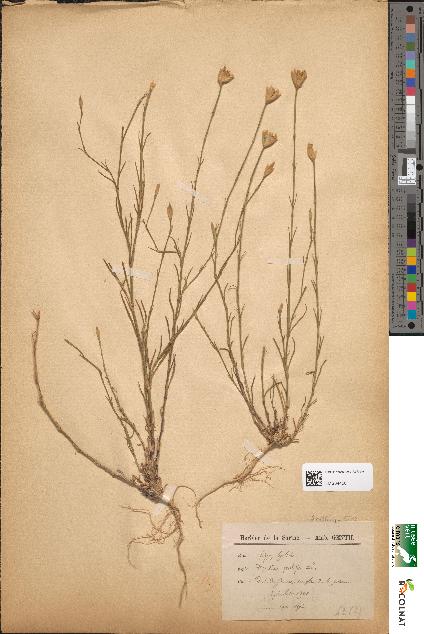 spécimen de Dianthus prolifer