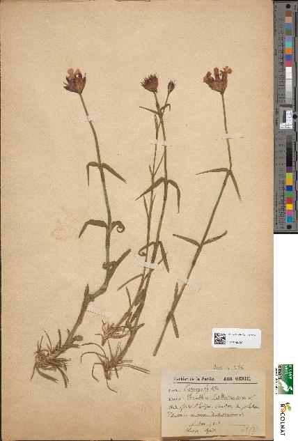 spécimen de Dianthus carthusianorum