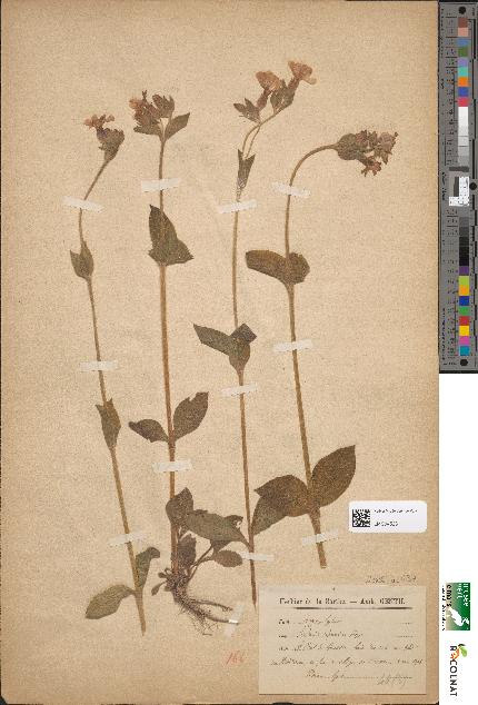 spécimen de Lychnis sylvestris