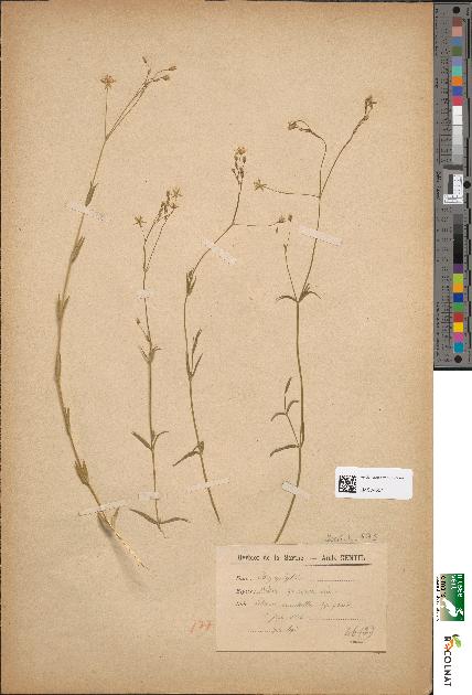 spécimen de Stellaria graminea