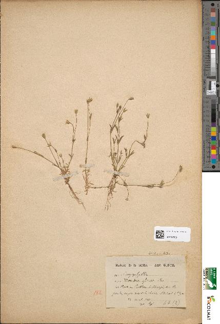 spécimen de Moenchia glauca