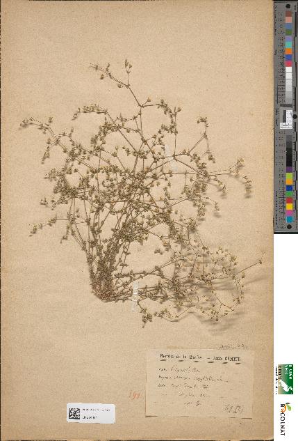 spécimen de Arenaria serpyllifolia