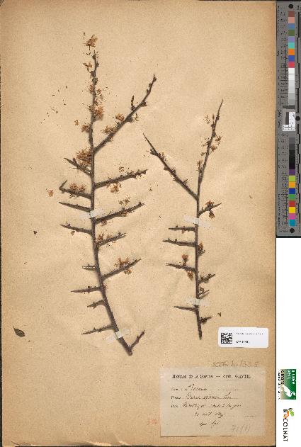 spécimen de Prunus spinosa