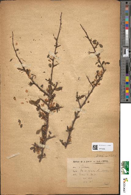 spécimen de Prunus spinosa