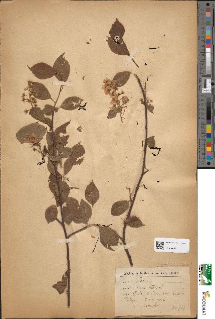 spécimen de Prunus padus