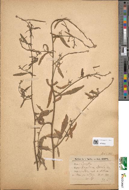 spécimen de Sisymbrium officinale