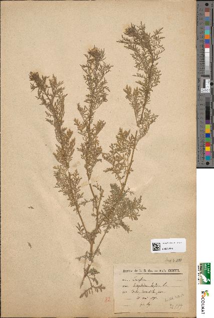 spécimen de Sisymbrium sophia