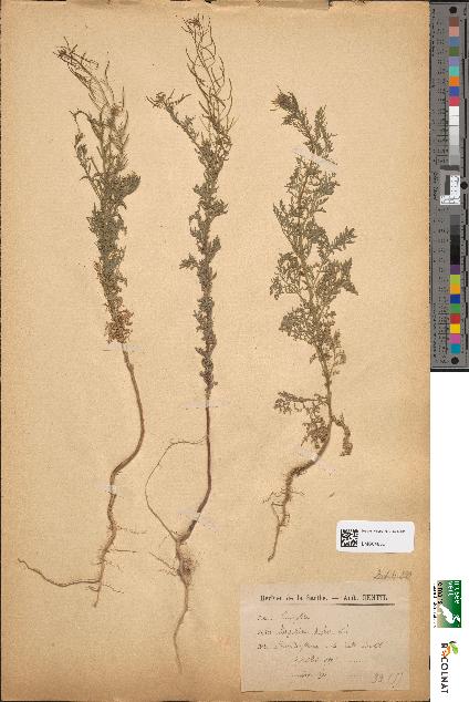 spécimen de Sisymbrium sophia