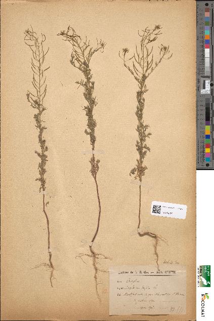 spécimen de Sisymbrium sophia